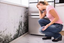 Professional Mold Inspection in Hannibal, MO